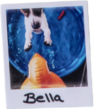 _0010_pet-polasroid-11 Bella the Dog
